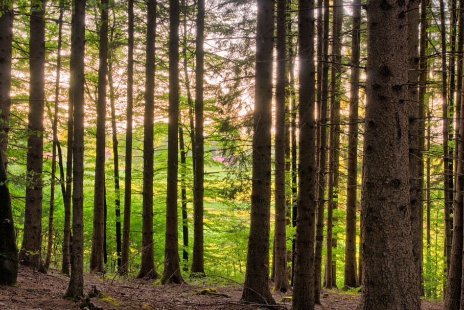 libres de deforestación