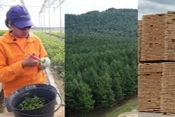números del Uruguay forestal