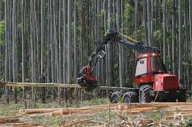 oportunidades forestales