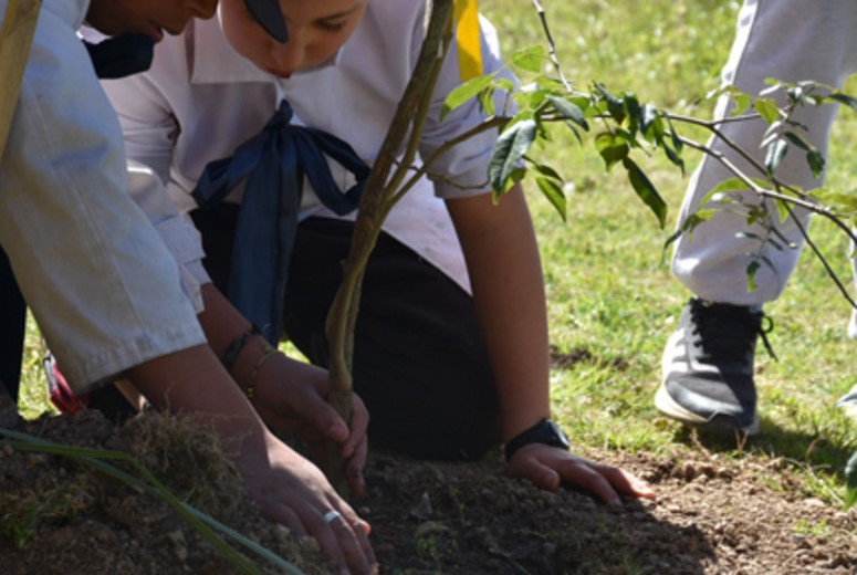 plan forestal5