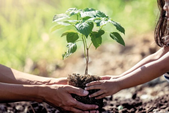 plantacion de arboles
