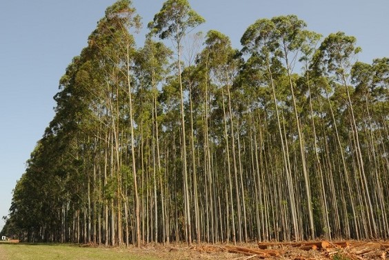 produccion forestal