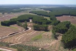 sector forestal uruguayo