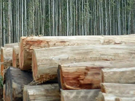 troncos Uruguay sustentable