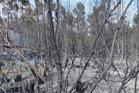 Canelones incendio forestal