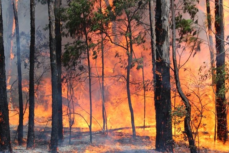 Incendio forestal 