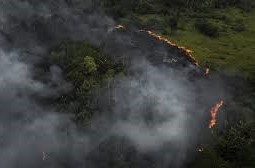 Incendios en la Amazonia brasileña4