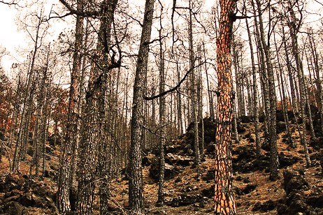 bosque quemado incendio