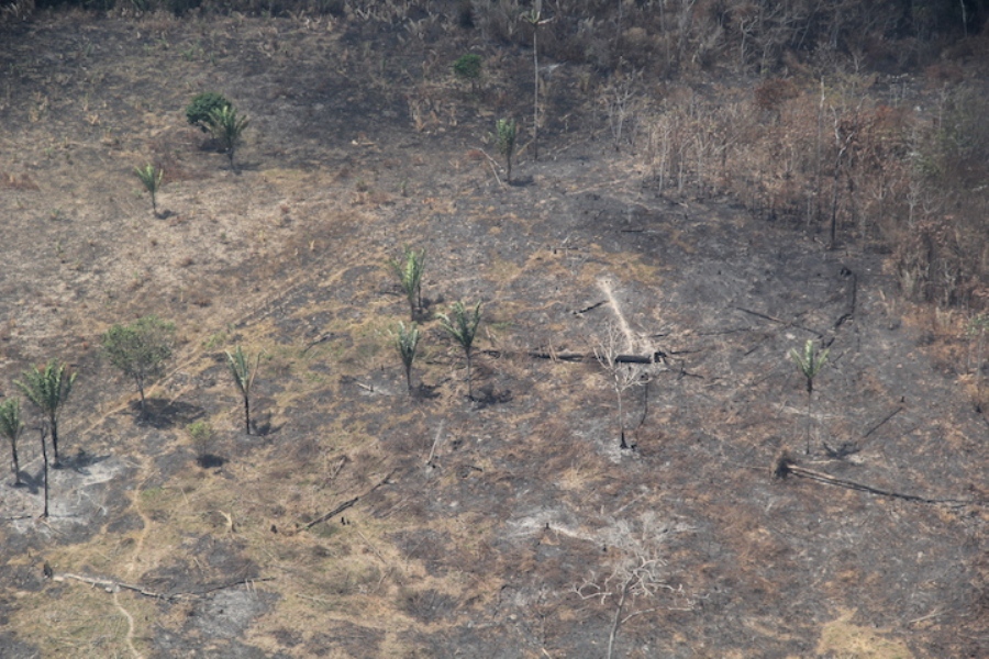 deforestación incendios forestales