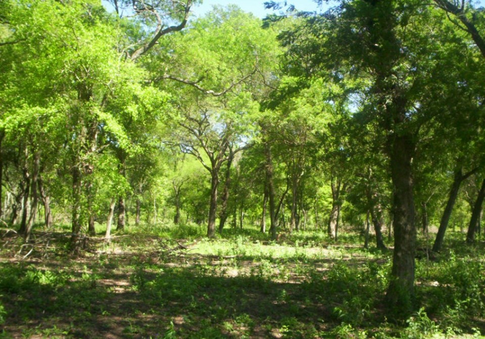 Bosque Nativo1