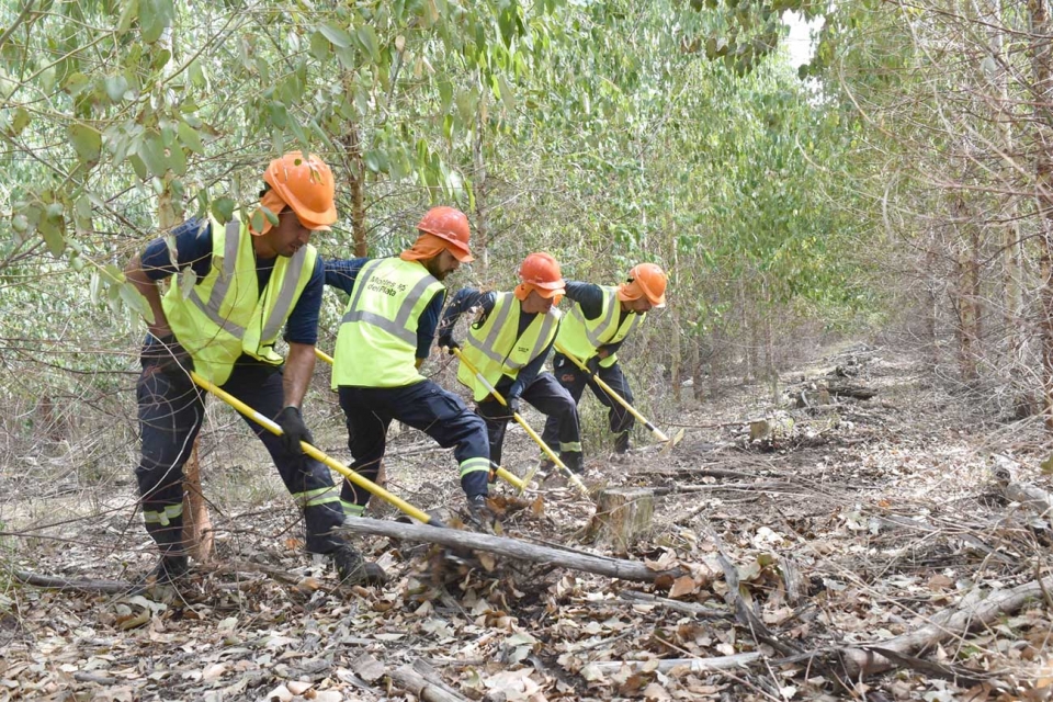 Vigilancia Forestal