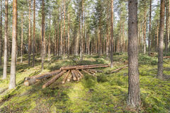 silvicultura finlandia